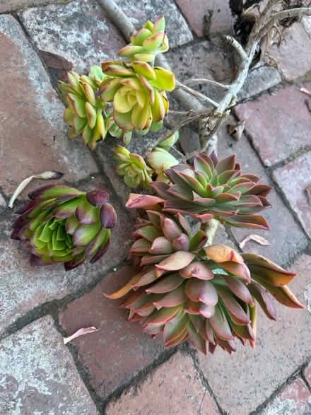 Photo of free Succlent cuttings (95129) #1