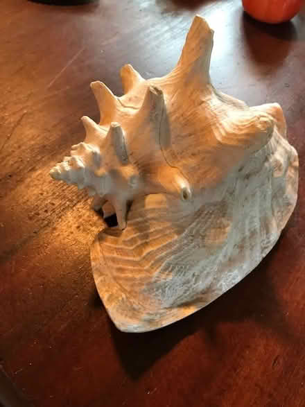 Photo of free Genuine conch shell (South Novato near Hamilton) #1