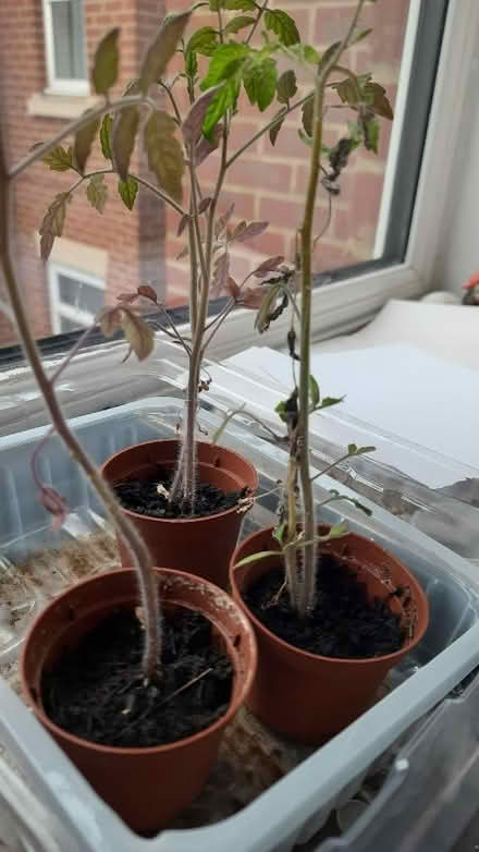 Photo of free Cherry tomato seedlings (Maybury Hill GU22) #1