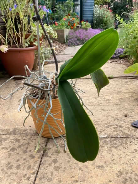 Photo of free Orchid For Rehab And TLC (CT5) #1