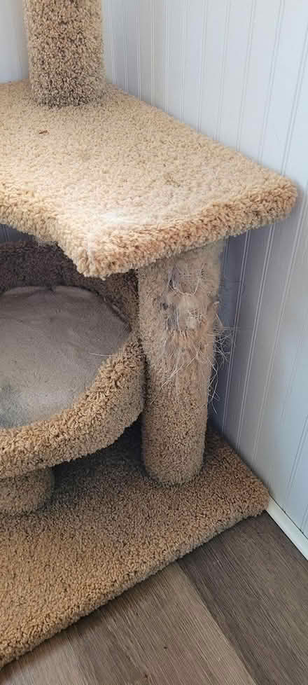 Photo of free Multi-Layer Cat Stand (Powder Springs) #2