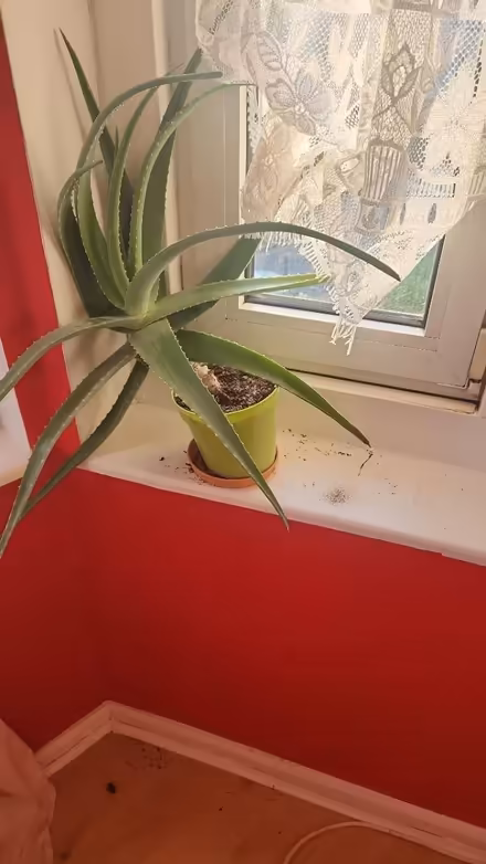 Photo of free Aloe vera plants (E17) #2