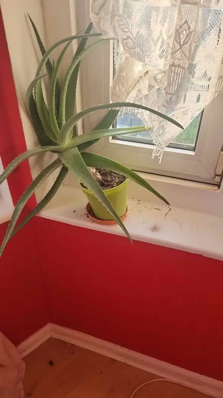 Photo of free Aloe vera plants (E17) #2