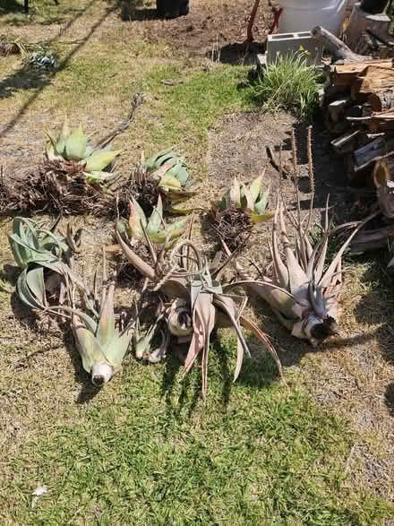 Photo of free Aloe plants (Sevenhills) #3