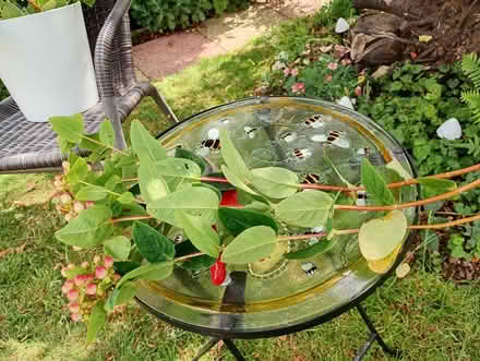 Photo of free Hypericum berries (Temple Cowley OX4) #2
