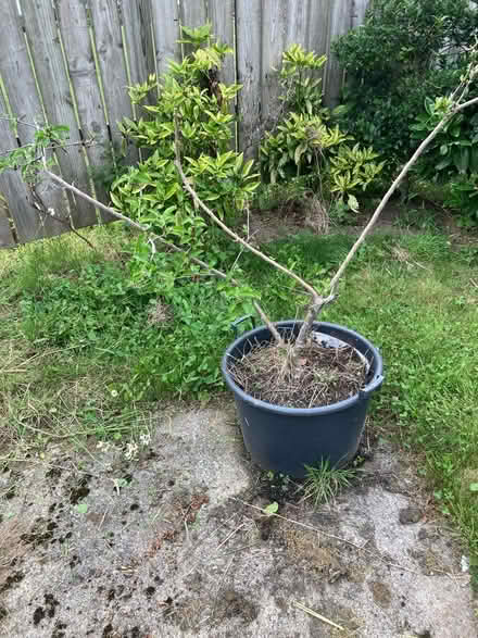 Photo of free Small apple tree (Tarvin, CH3) #1