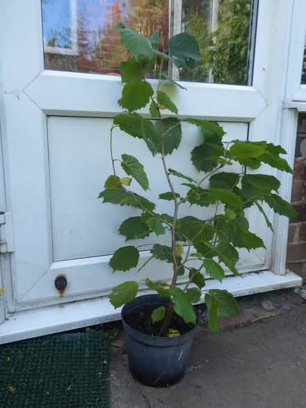 Photo of free Hazel tree (Eastbourne BN21) #1