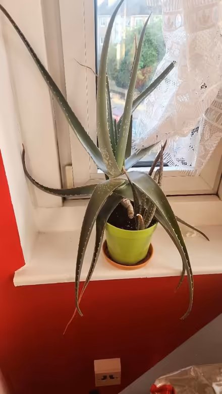 Photo of free Aloe vera plants (E17) #1