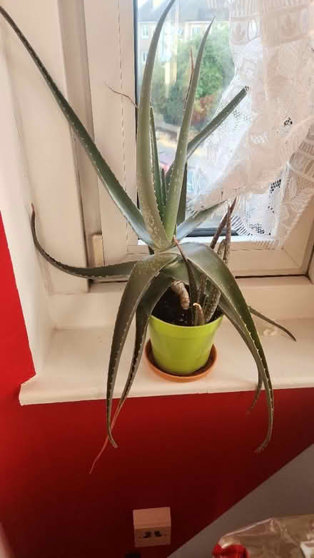 Photo of free Aloe vera plants (E17) #1