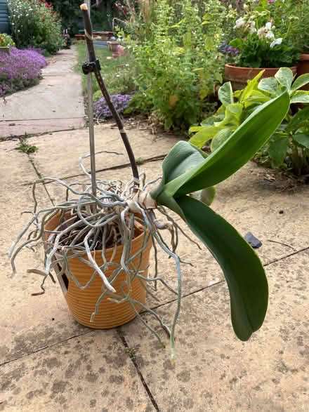 Photo of free Orchid For Rehab And TLC (CT5) #2