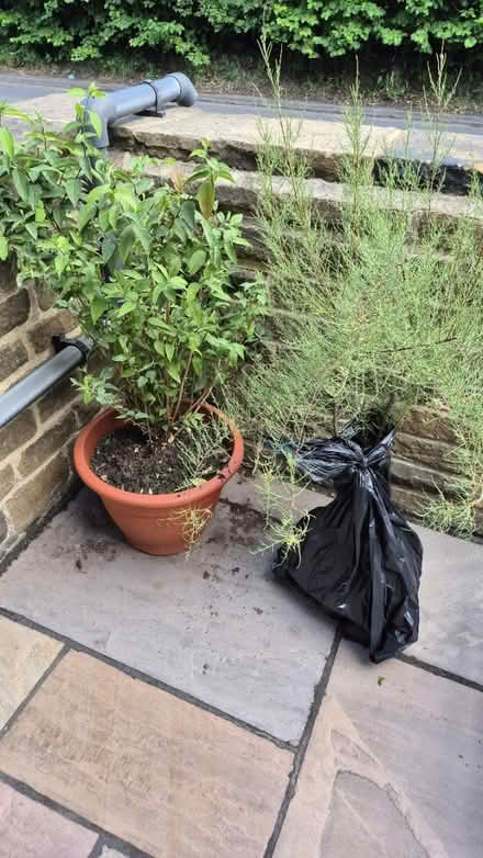 Photo of free Garden shrubs (HX5) #1