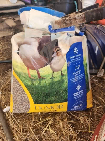 Photo of free 20% duck pellets (virgil) #1