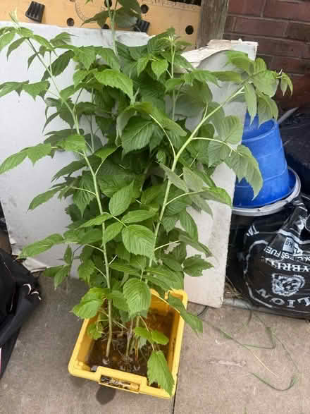 Photo of free Raspberry cane (Wentnor SY9) #1