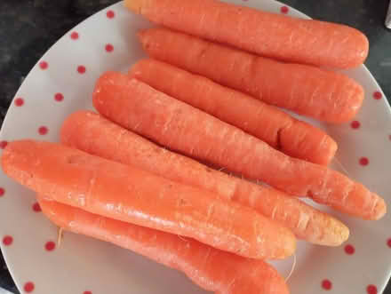 Photo of free Carrots (Woolwich SE18) #1
