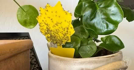 Photo of free Plant Pest traps x 21 (Walthamstow E17) #2
