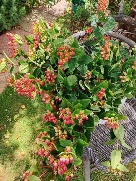 Photo of free Hypericum berries (Temple Cowley OX4) #1