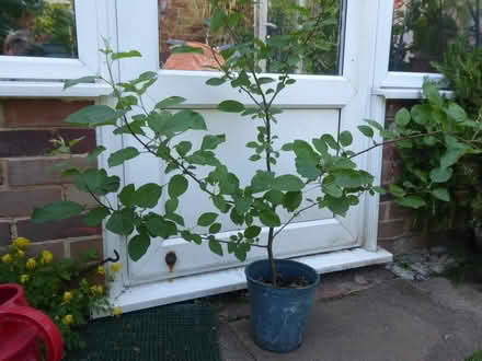 Photo of free Tree sapling (Eastbourne BN21) #1