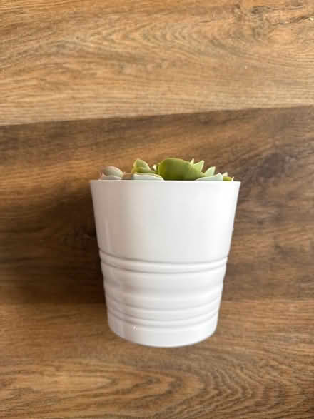Photo of free Ikea fake plant (Common Edge FY4) #2