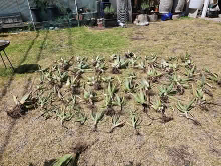 Photo of free Aloe plants (Sevenhills) #2
