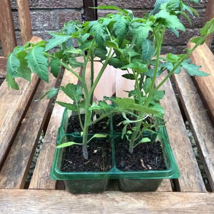 Photo of free Tomato plants (Westbury Wilts BA13) #1