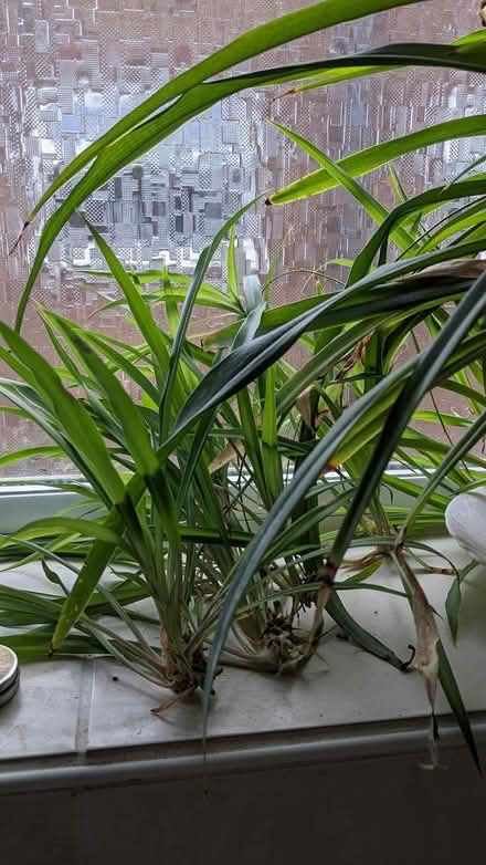Photo of free Spider plant babies (west side of Horsham) #1