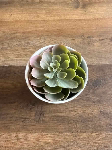 Photo of free Ikea fake plant (Common Edge FY4) #1