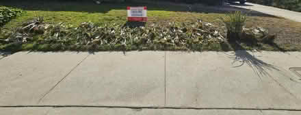 Photo of free Aloe plants (Sevenhills) #1