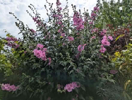 Photo of free Lavatera cuttings (Portslade by Sea BN41) #2