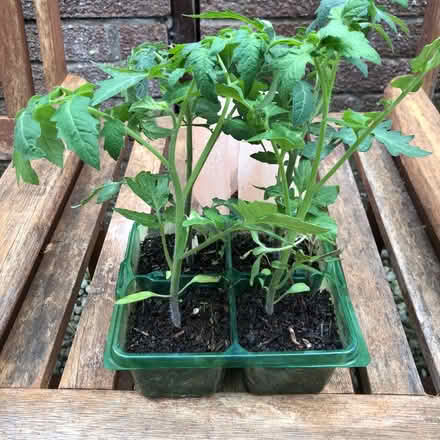 Photo of free Tomato plants (Westbury BA13) #1