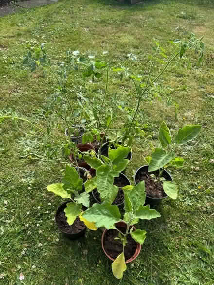 Photo of free Aubergine & tomato plants (Amersham HP6) #1