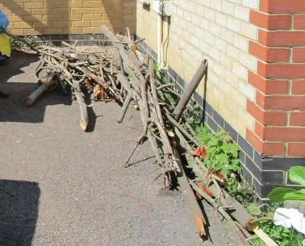Photo of free Laurel branches for burning (New Marston OX3) #1