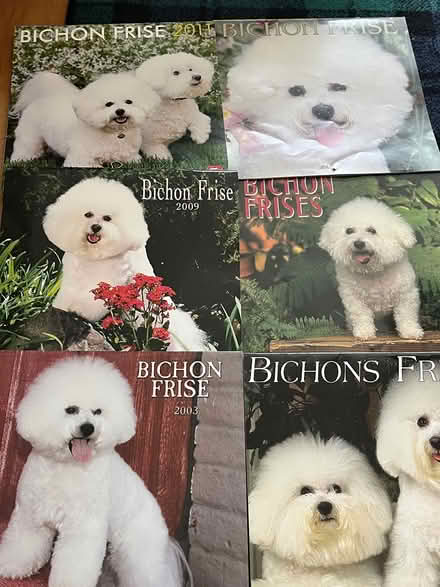 Photo of free Bichon frises calendars x8 (Waterlooville PO7) #1