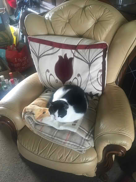 Photo of free Italian leather settee and chair (Newcastle upon Tyne Ne129hn) #2