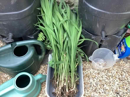 Photo of free Crocosmia (Morley LS27) #1