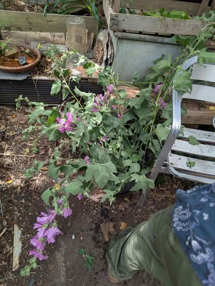 Photo of free Lavatera cuttings (Portslade by Sea BN41) #1