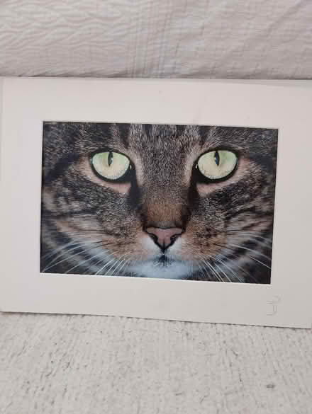 Photo of free Framed photo of a cat (BN43) #1