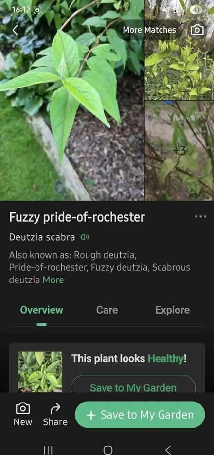 Photo of free Garden shrubs (HX5) #2
