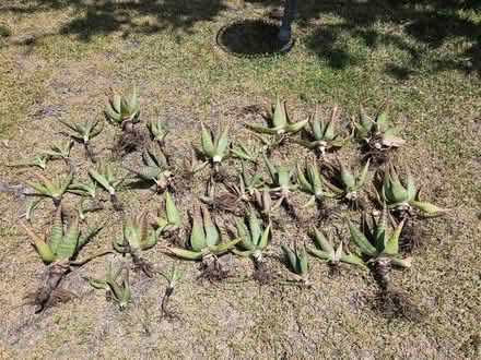 Photo of free Aloe plants (Sevenhills) #4