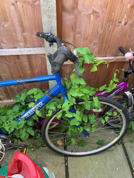 Photo of free Two bicycles (Birchwood AL10) #1