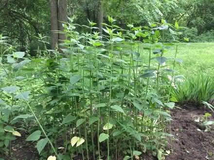 Photo of free Bee balm (Etobicoke South) #1