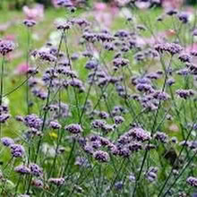 Photo of free Verbena Bonariensis and Welsh Poppy seedlings (Milton PO3) #2