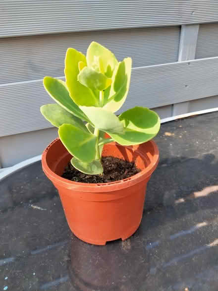 Photo of free Stonecrop Sedum (Ice Plant) (Shenley Lodge MK5) #1