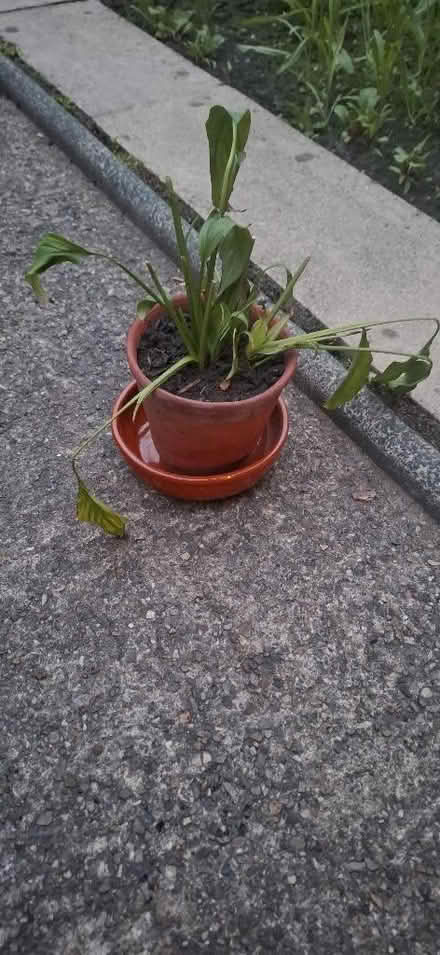 Photo of free Peace Lily plant, needs TLC (Harrogate HG1) #1