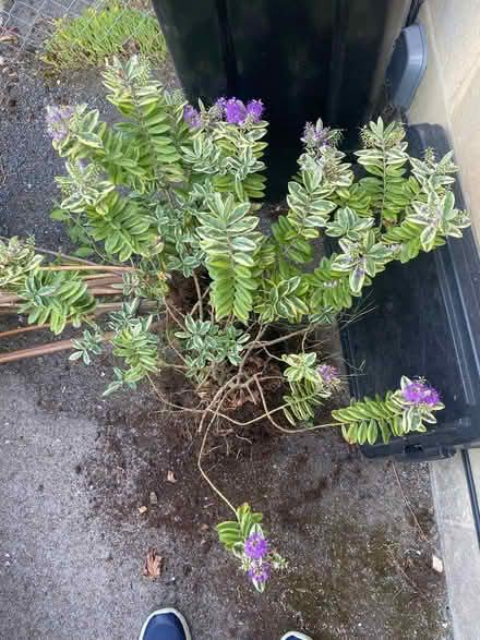 Photo of free He e shrub (Southdown) #1