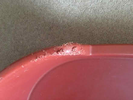 Photo of free Dog bed (Horn's Mill SG13) #1