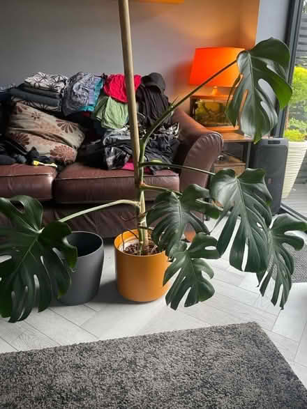 Photo of free Medium to large Monstera (Penicuik EH26) #1