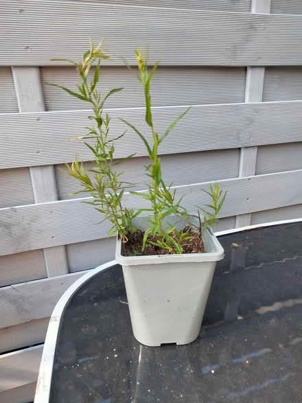 Photo of free Cutting of a 'Pearl' Plant (Shenley Lodge MK5) #1