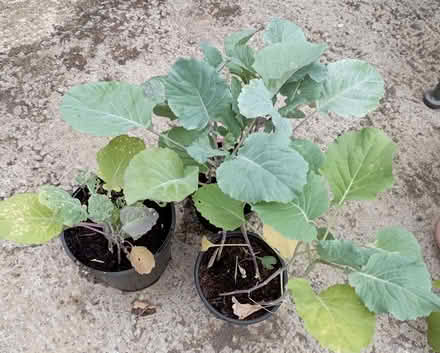 Photo of free Purple sprouting broccoli plants (Top Amersham HP6) #1