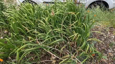 Photo of free Lots of Irises (Maple Leaf) #1