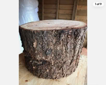 Photo of Tree trunk/stump (Hitchin SG4) #1